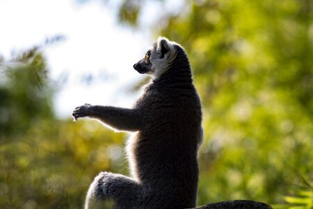 Lemur animal world sit