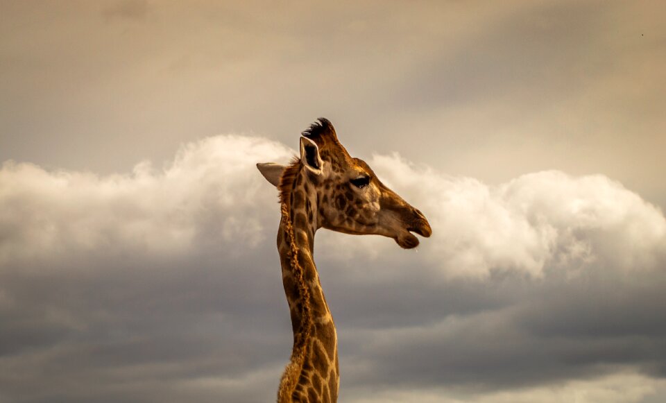 Africa sky animal world