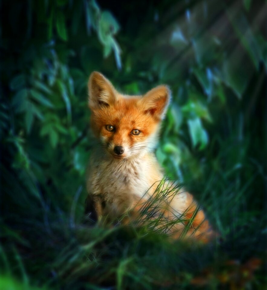 Predator forest redhead