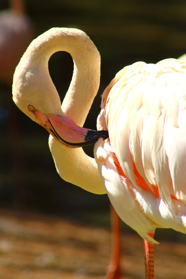 Wildlife exotic nature