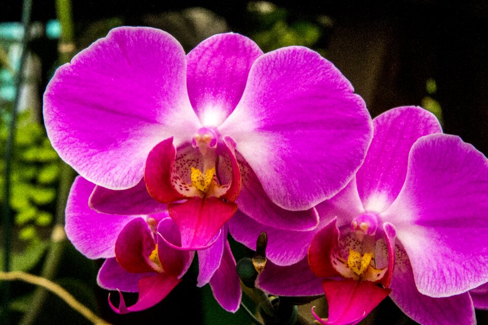 Nature plant flourishing