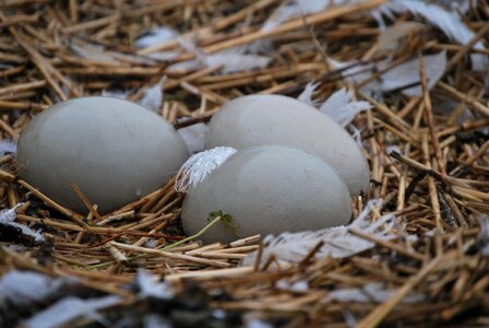 Birds eggs spring