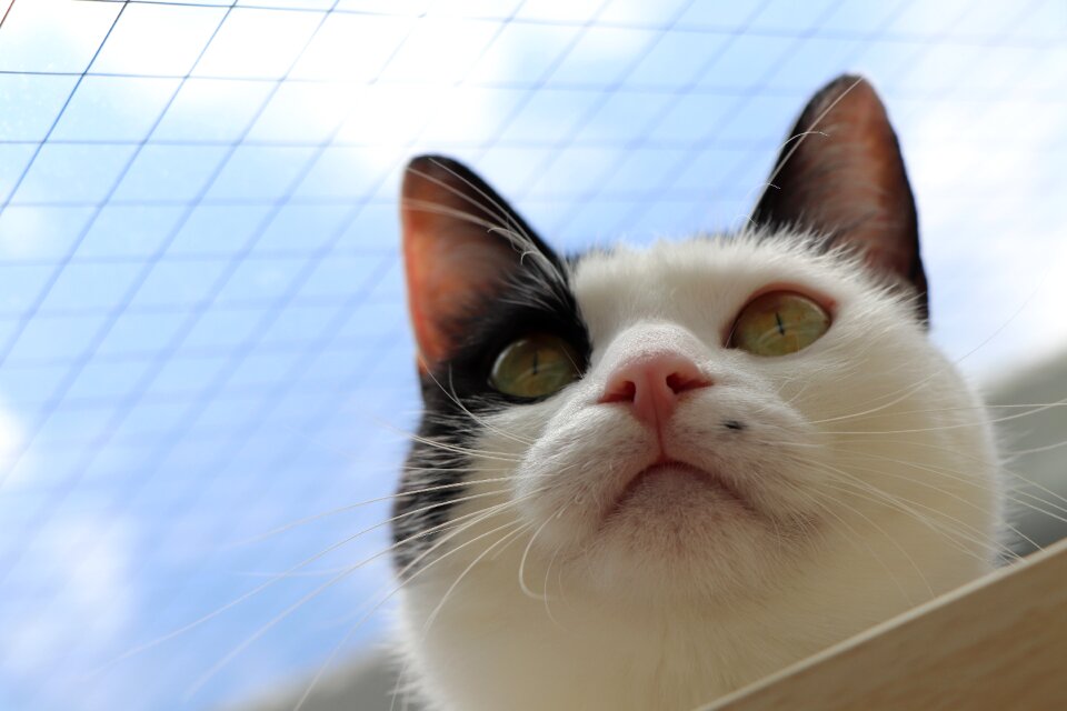 The face of the cat pet predators