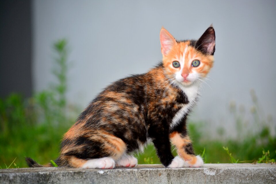 Pet kitten mammals