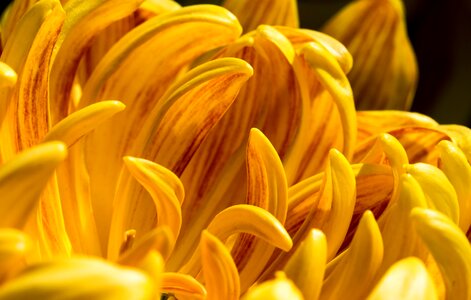 Petal yellow macro photo