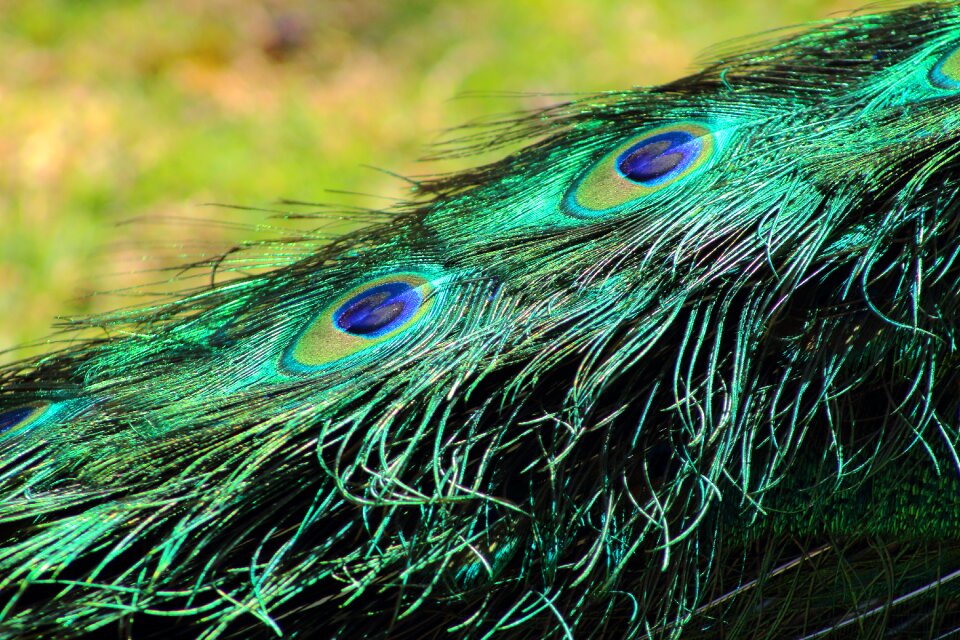 Pattern colorful plumage