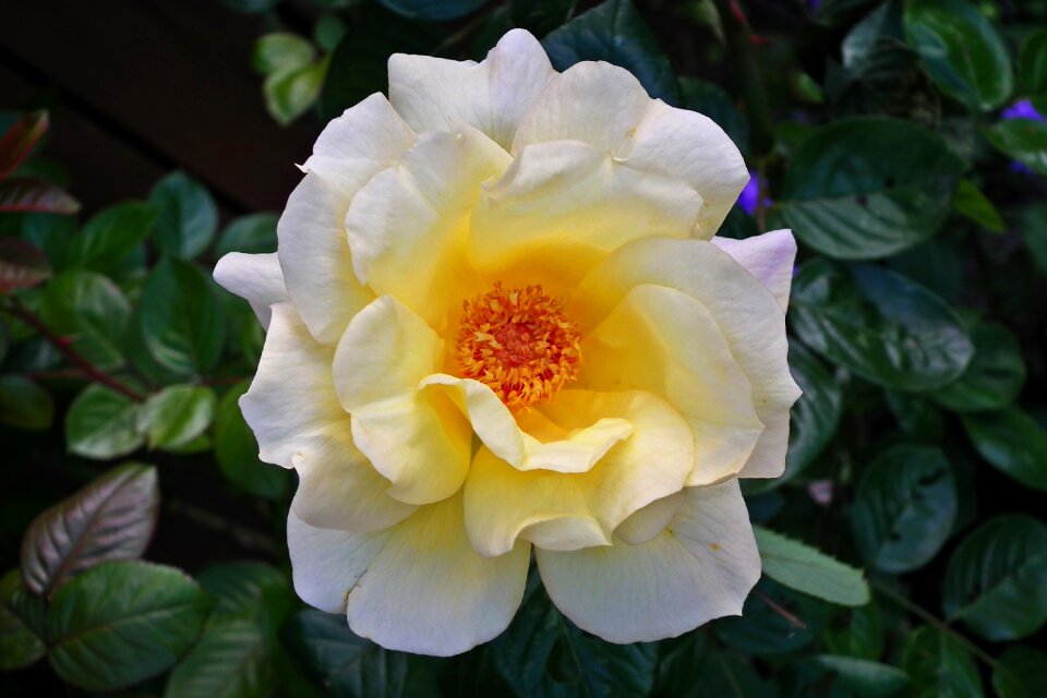 Beauty the smell of petal
