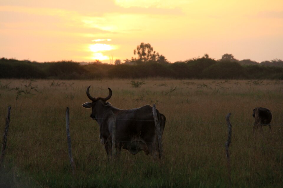 Pasture animal sky