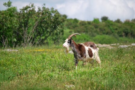 Animal meadow capricorn