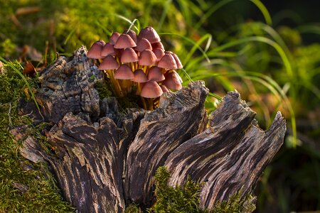 Moss mini mushroom agaric photo