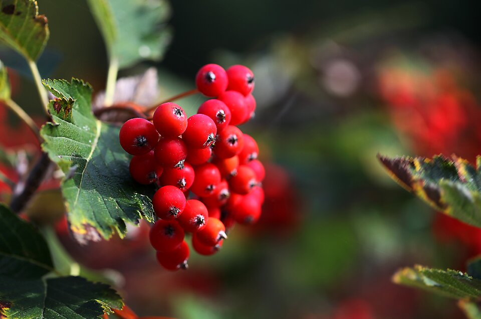 Fruiting autumn red