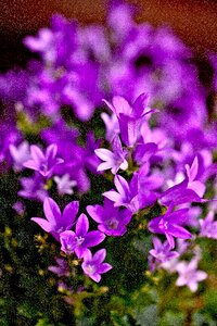 Plant flowering summer