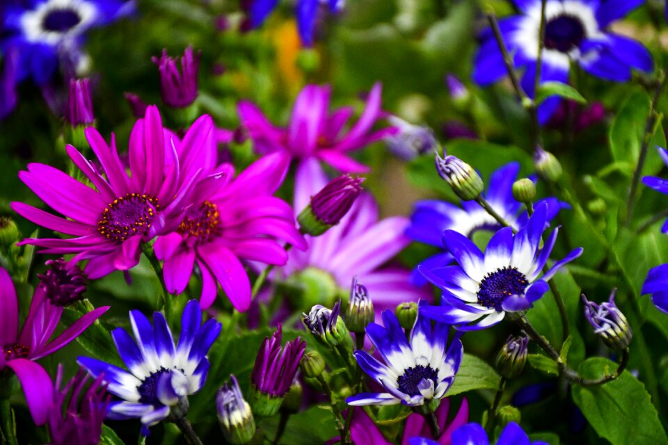 Floral garden summer
