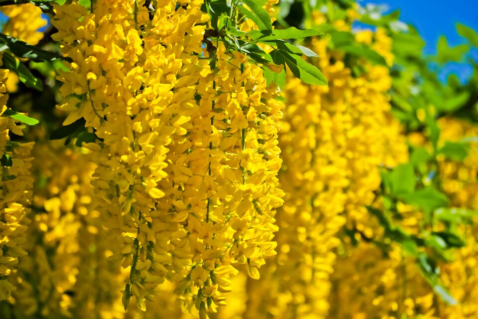 Nature garden bloom