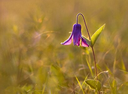 Autumn clematis peaceful