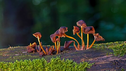 Moss mini mushroom agaric