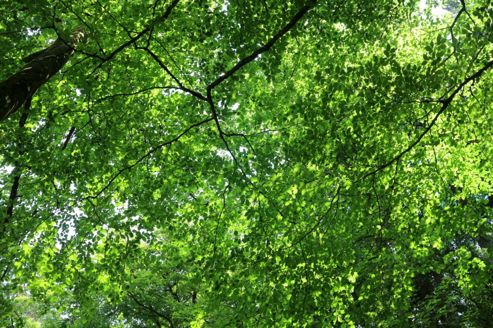 Natural forest jungle