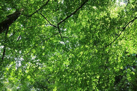 Natural forest jungle