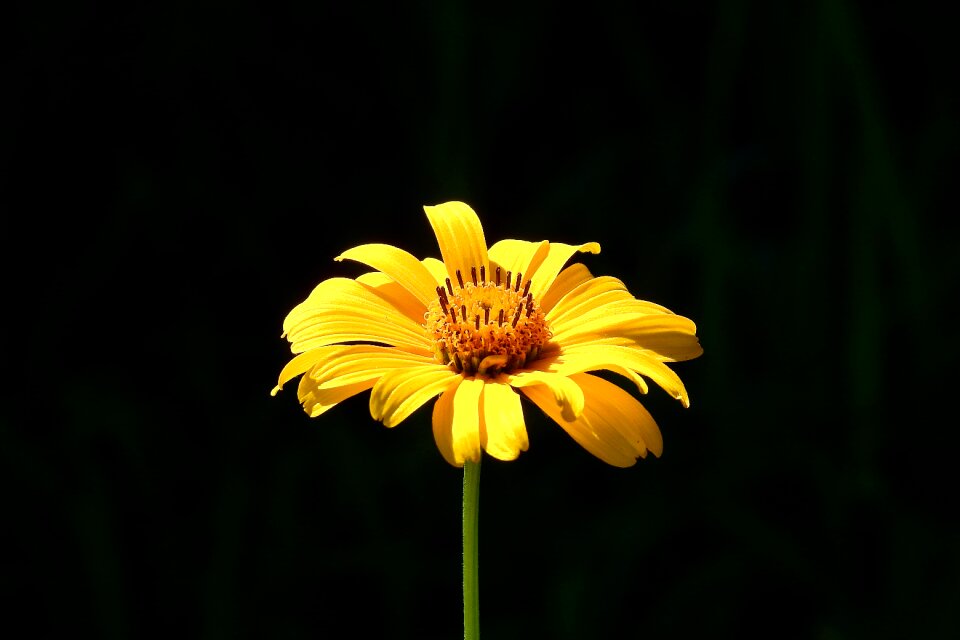 Nature beauty figure