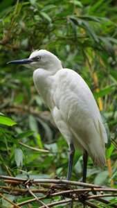 Pen peak plumage