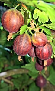 Red gooseberries ripe large berries photo