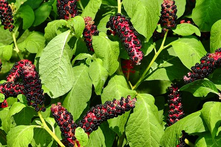 Garden summer nature