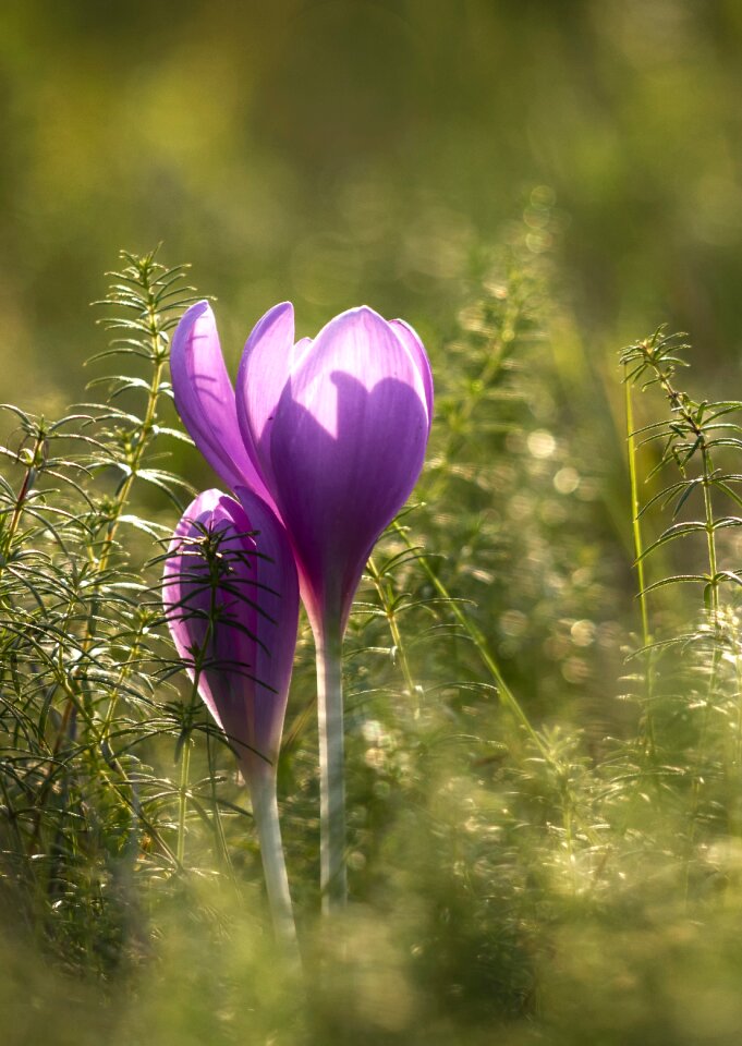Autumn meadow plant