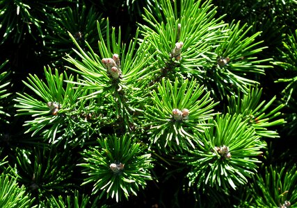 Summer tree twigs
