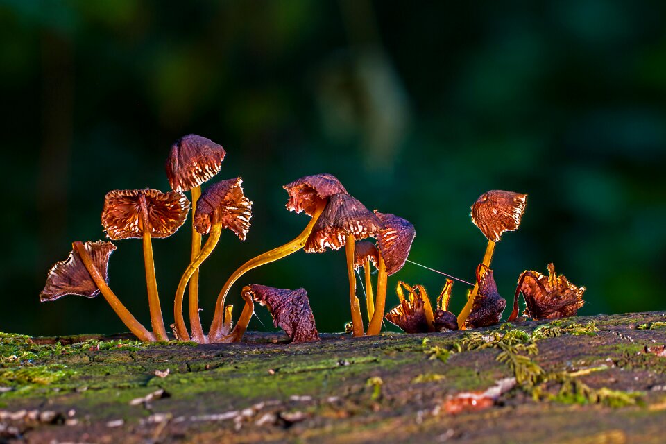 Moss mini mushroom agaric photo