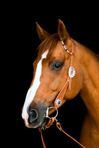 Bridle cowgirl cowboy photo