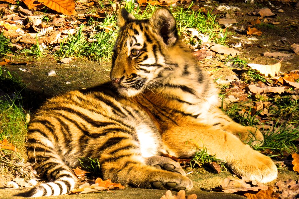 Big cat dangerous close up