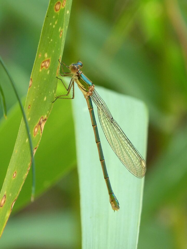 Flying insect leaf greenery