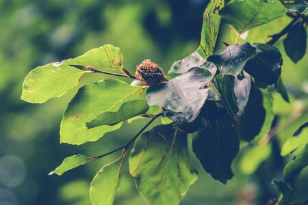 Tree leaves sheet