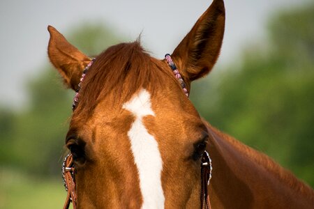 Eyes gentle quarter horse
