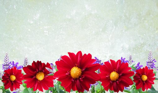 Flower dahlias decoration