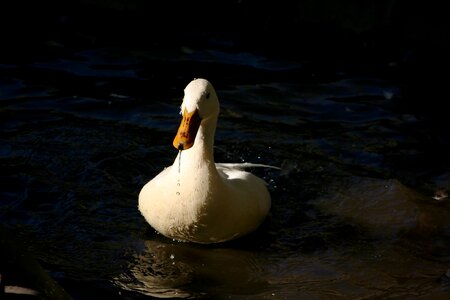 Running duck duck race drip