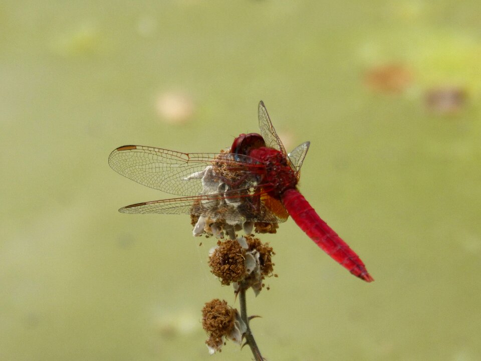 Blackberry water pond