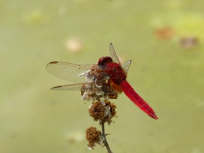 Blackberry water pond