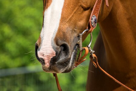 Animal ride bridle photo