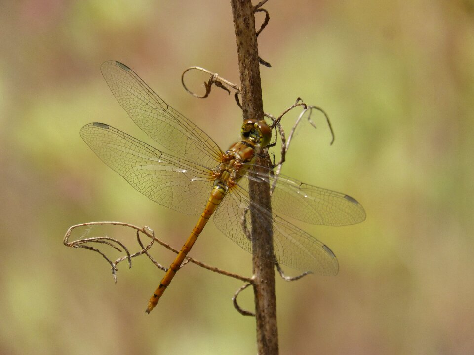 Winged insect cordulegaster boltonii transparent wings