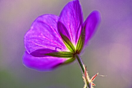 Wood cranesbill woodland geranium flower photo