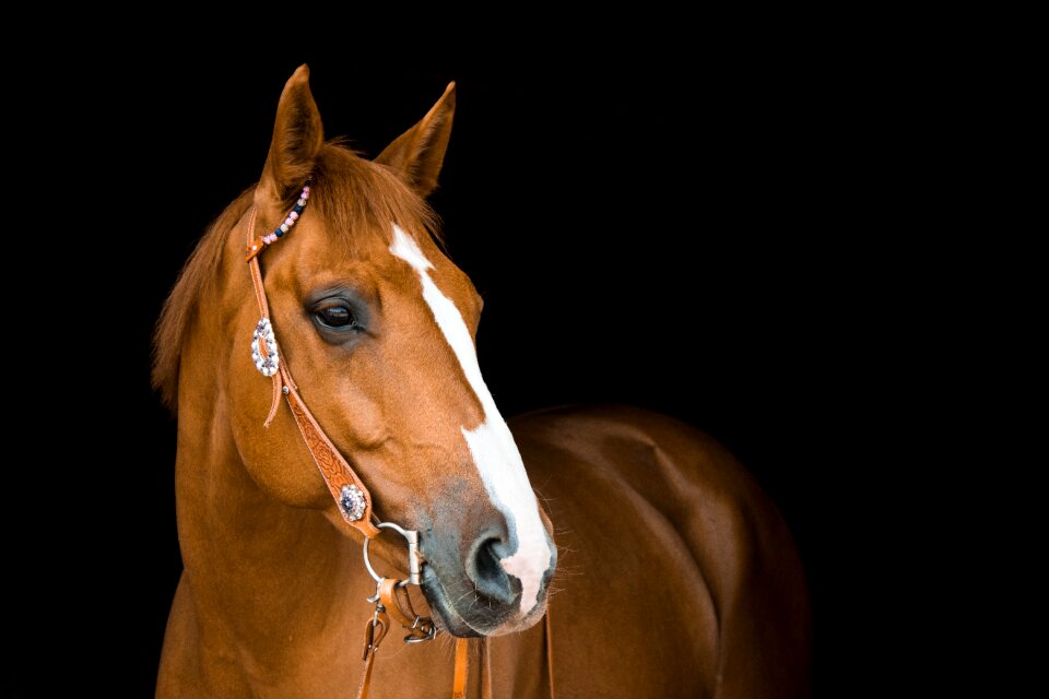 Animal ride equestrian photo