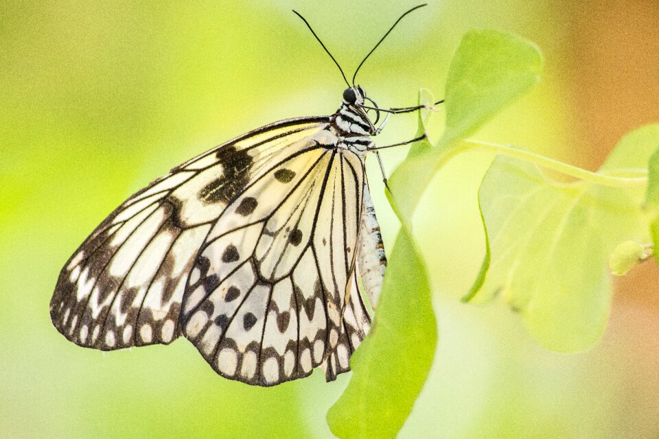 Nature wing garden