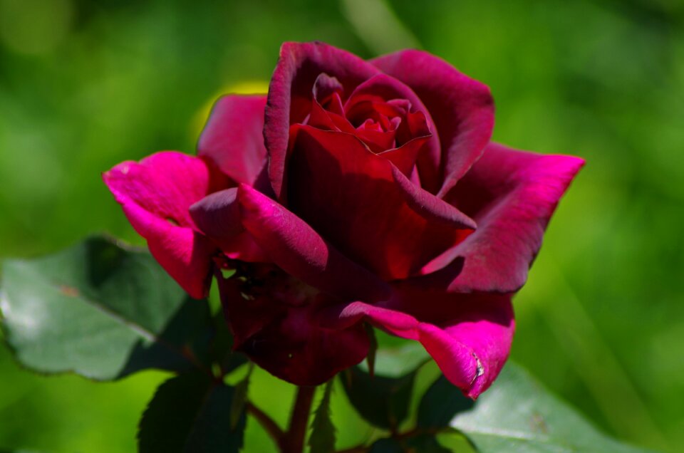 Bloom romantic beauty