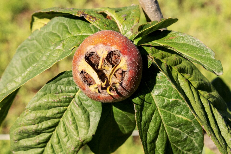 Nature garden edible