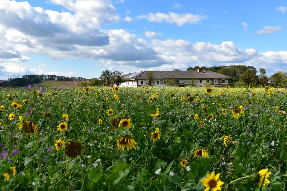 Field sunflower field farmhouse