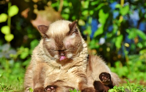 Cat tongue tongue mieze