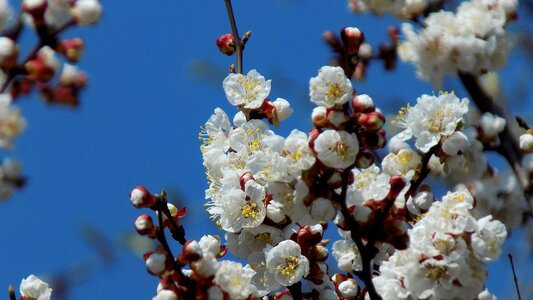 Bloom cherry flowers