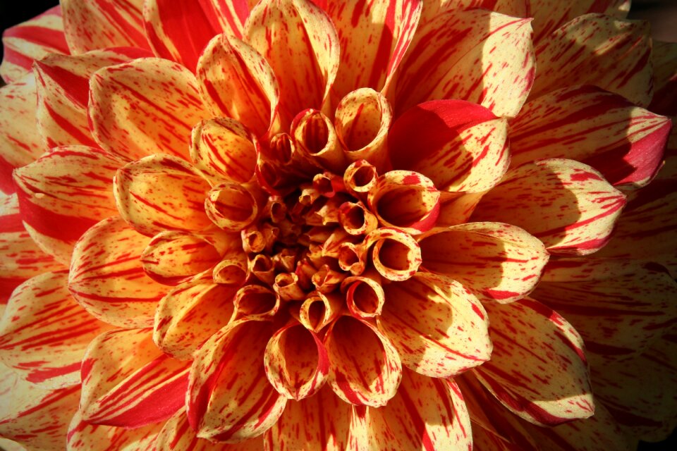 Dahlia orange petals