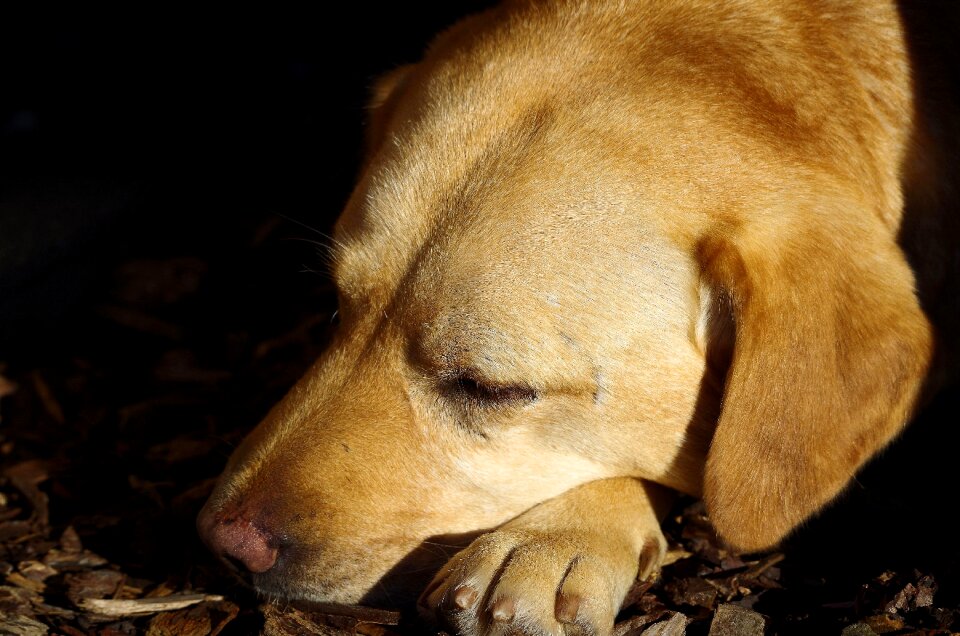 Close up pet animal photo